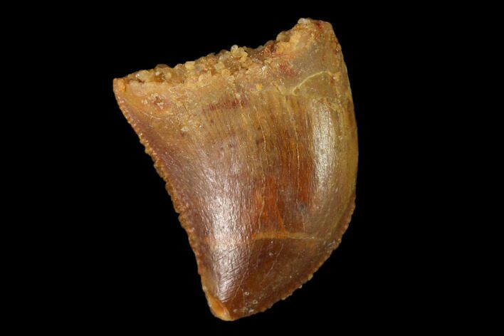 Serrated, Baby Carcharodontosaurus Tooth - Morocco #159294